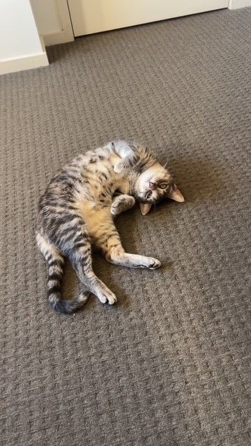 Nala girl 2.jpg