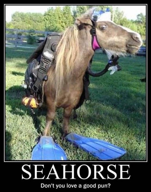 seahorse-pun-500x634.jpg